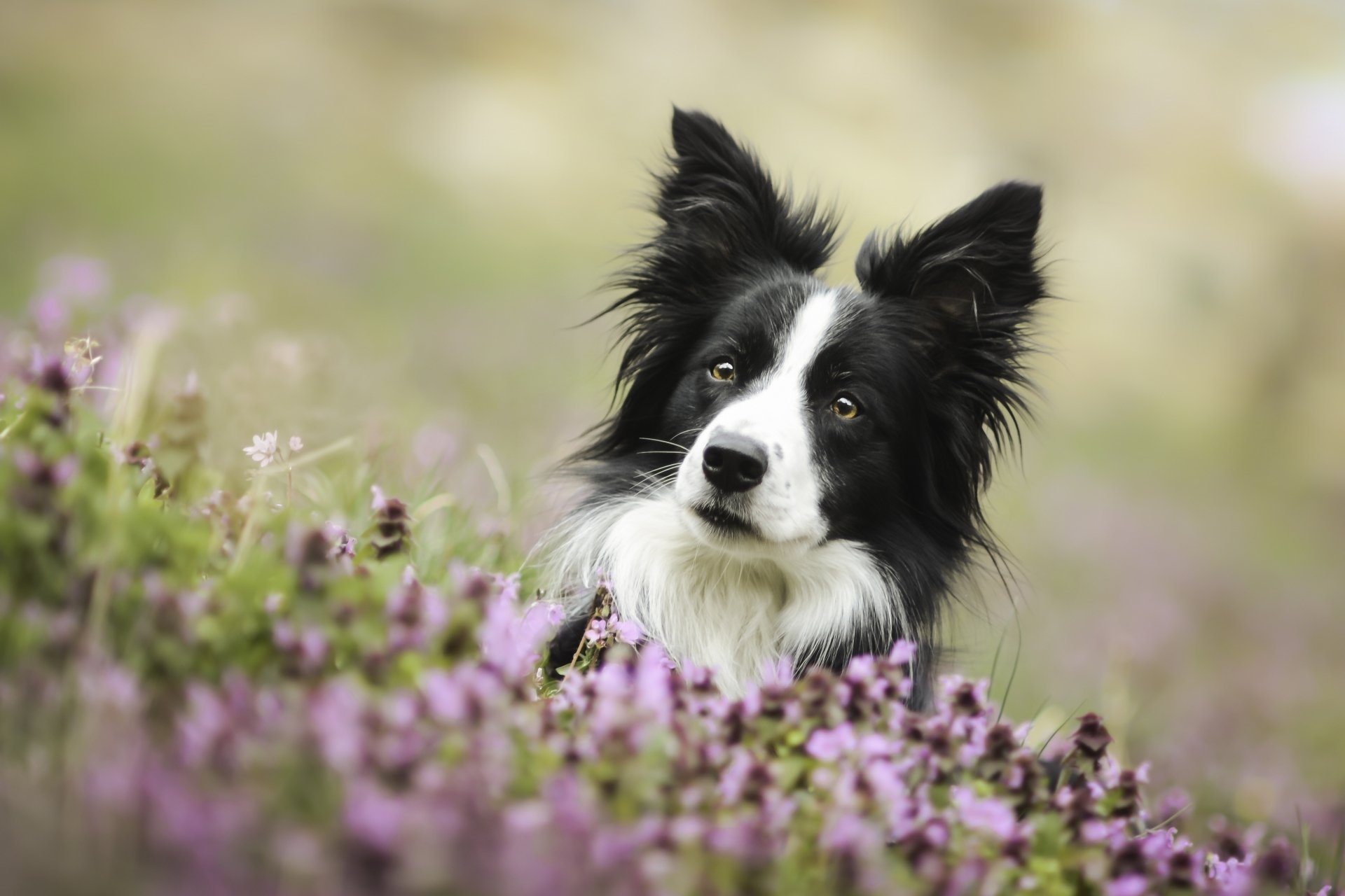 Here Are 2019’s Most Loyal Dog Breeds