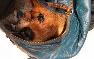 Nurses Sneak Dog Into Hospital So Dying Owner Can Say Goodbye