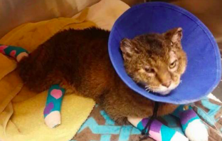 Cat Missing for 10 Years Found After Surviving California Wildfires