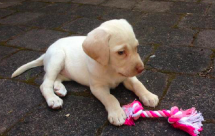 House Thieves Return Stolen Puppy To Devastated 4-Year Old