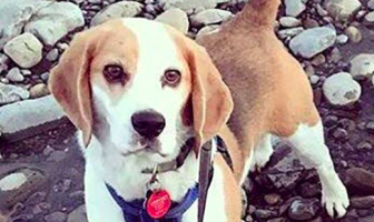 Missing Dog Found After Over 1,000 People Help in Search