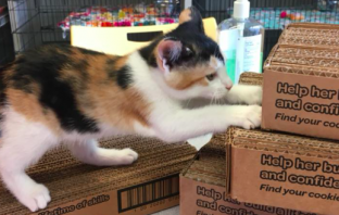 9-Year Old Donates Birthday Gifts to Animal Shelter