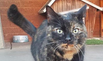 103-Year Old Woman Has Spirits Lifted with New Cat