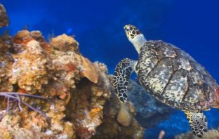 Hawaii Passes Bill to Ban Sunscreens to Protect Coral Reefs