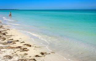 Florida Reports “Sea Lice” Along Coastline