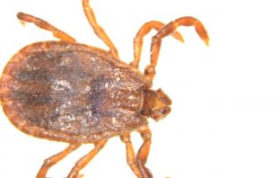 Exotic Deadly Tick Found In New Jersey