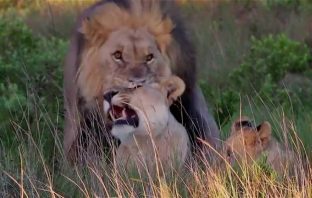 Lion Pride Devours Poachers