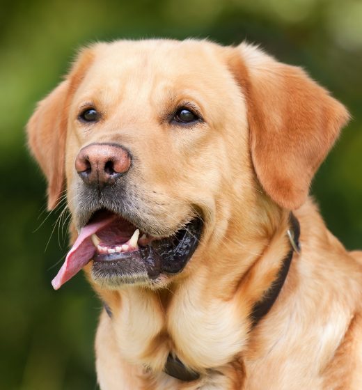 How To Make Sure Your Dog Is Cool Enough During The Summer