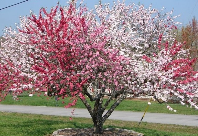 How One Tree Grows Forty Types Of Fruit