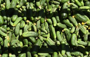 Pickle Lovers Everywhere Rejoice!