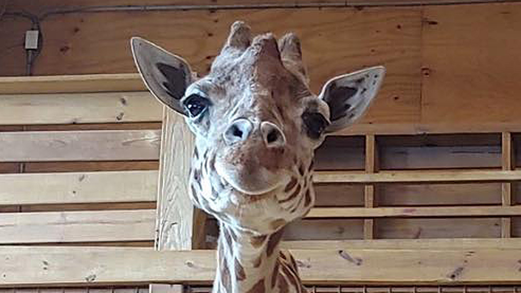 April The Giraffe Finally Allowed To Retire