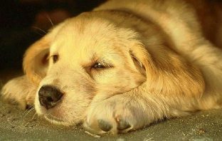 Got Pets? Use this Homemade Urine Stain Removal