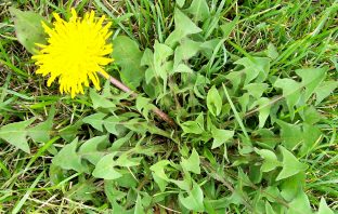 This DIY Weed Killer Recipe Will Help You Clean Up Your Yard This Spring