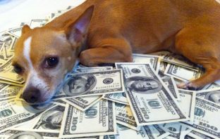 15 Pet Celebs Who Probably Earn More Money Than You