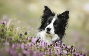 Here Are 2022’s Most Loyal Dog Breeds