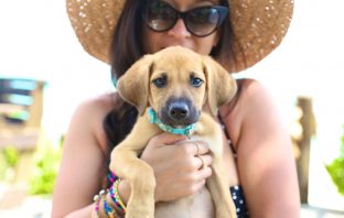 Pssst: There’s An Entire Island Where You Can Play With Rescue Puppies!