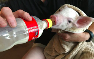Woman Rescues Baby Pig from Traffic, Raising Money for Life-Saving Surgery