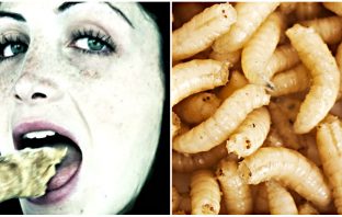 Here’s Why These 3 Strange Foods Are Banned In The United States