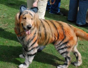 petz 5 breeds husky