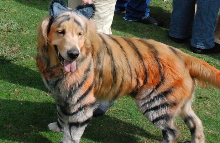 stackable rabbit hutches