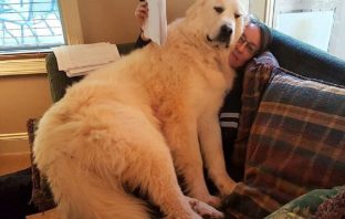 Meet These 24 Super-sized Dogs Who Think They Are Tiny Puppies!