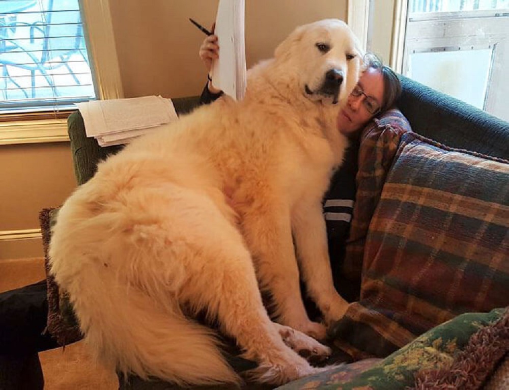 Meet These 24 Super-sized Dogs Who Think They Are Tiny Puppies!