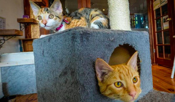  Cafe  Helping Cats To Get Adopted by Patrons