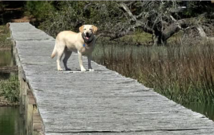 Dog Rescues Man from River After HIs Boat Capsized