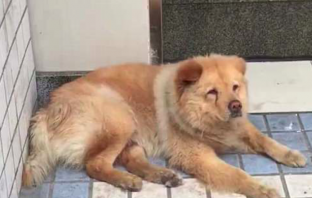 Loyal Dog Waits At Train Station for 12 Hours Every Day Awaiting Owner’s Return