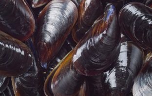 Mussels Found Near Seattle Test Positive for Opioids