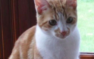 Lost Cat Returned To Owner 10 Years After Going Missing