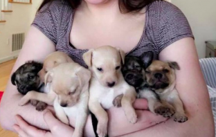 Canine Pizza Thief Leads the Way to Abandoned Litter of Puppies