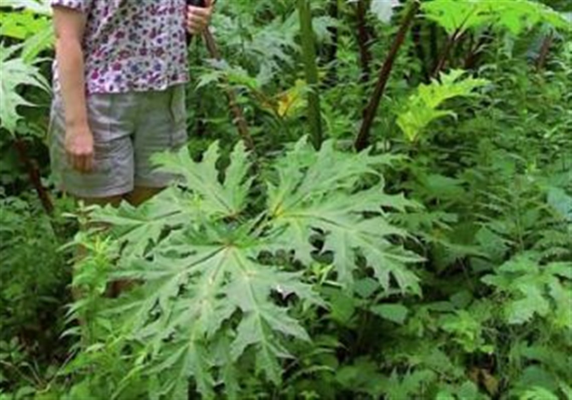 Plant That Causes Burns And Blindness Discovered In Virginia