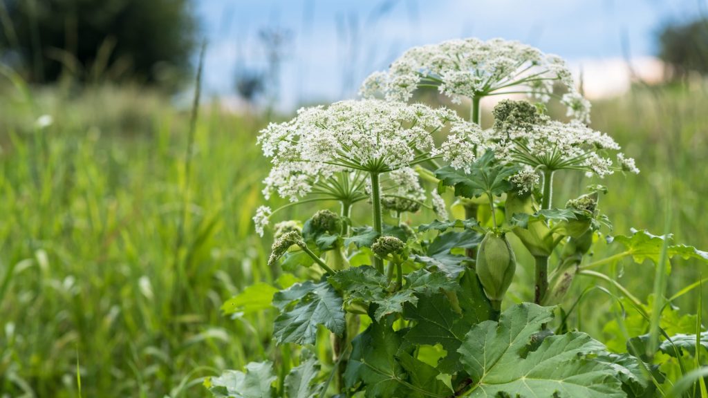 Plant That Causes Burns And Blindness Discovered In Virginia