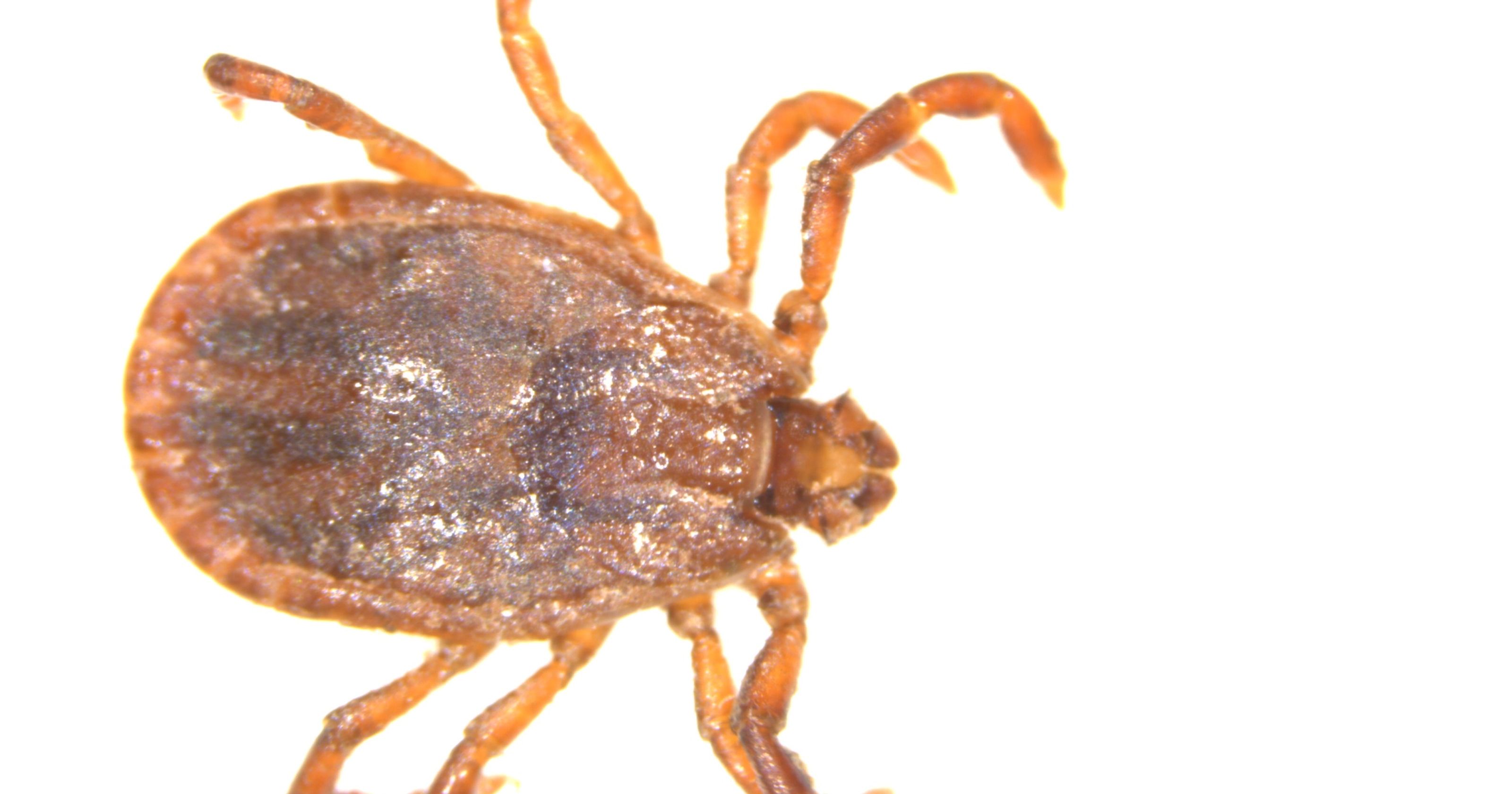 Exotic Deadly Tick Found In New Jersey