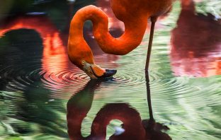 More Than A Decade After Kansas Escape, Flamingo Spotted In Texas