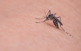 Repel Mosquitoes This Summer With Homemade Sprays