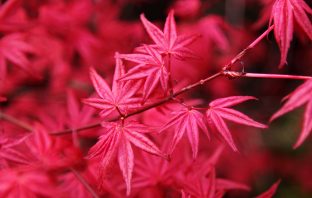 Japan’s Fried Maple Leaves