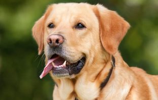 How To Make Sure Your Dog Is Cool Enough During The Summer