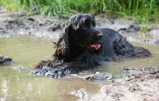 Trained Dogs Making A Huge Difference In Anti-Poaching Efforts