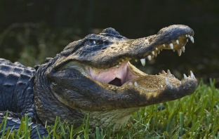Woman Dies Saving Dog From Alligator
