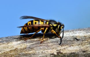 Wasps Are Angry Drunks