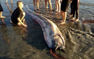 Elusive Fish Believed To Be A Predictor of Major Catastrophes