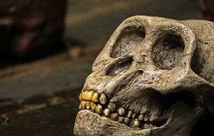 Remains Of New Gibbon Species Found In Ancient Chinese Tomb