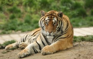 Miami High School Receives Backlash for Having a Live Tiger at Prom