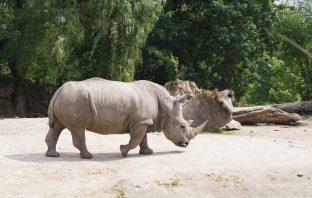 Can Science Save The White Rhino?