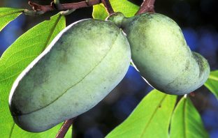 North America’s Banana: The Pawpaw