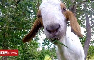 Goats Descend On The Parks Of Edmonton Canada
