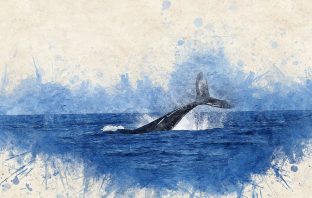 Wax On, Wax Off: What Whale Earwax Teaches Us