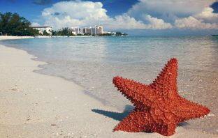 Fyre Festival Fiasco Chronicled in Two Documentaries; Defrauded Restaurant Owner Receives Big Donations